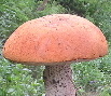 aspen-bolete